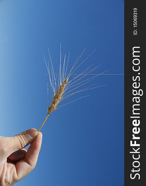 A hand holding a dry wheat straw