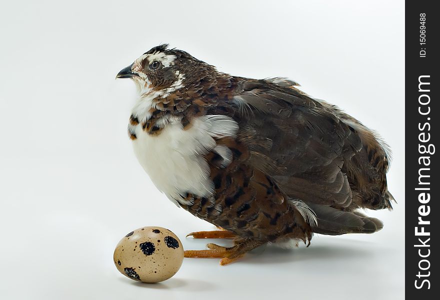 Quails are very popular domestic agricultural birds. Quails lay small but very taste and healthy eggs. Quails are very popular domestic agricultural birds. Quails lay small but very taste and healthy eggs.