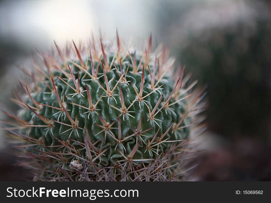 Cactus in cactus background . in chiangmai royal florra