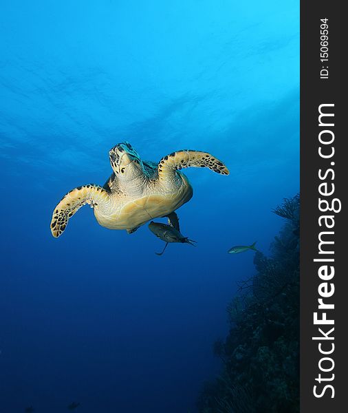 Inquisitive Sea Turtle