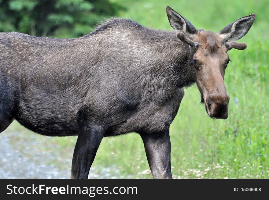 Wild, Spike bull moose in Alaska. Wild, Spike bull moose in Alaska