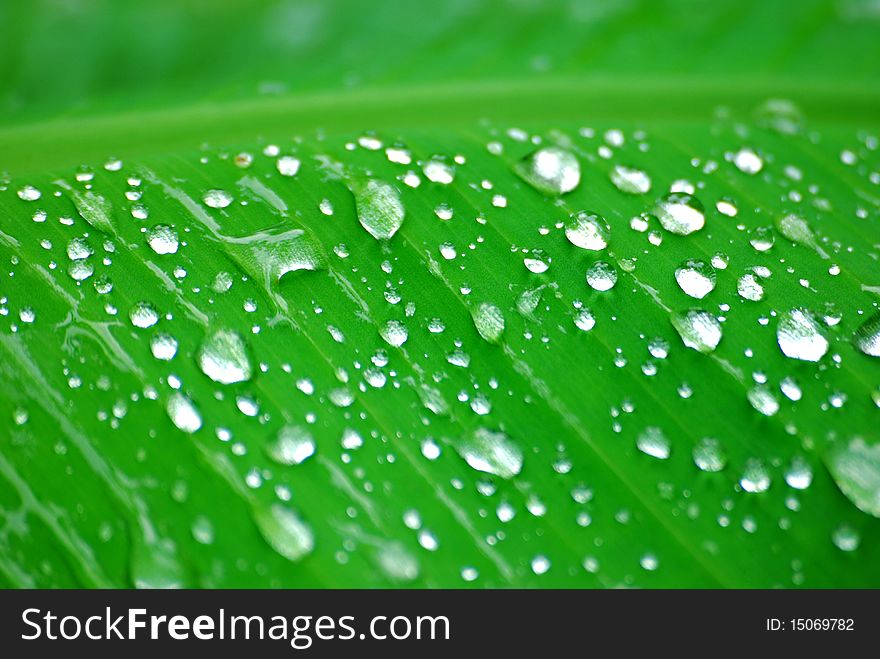 Water droplets on leaf in rainy season.