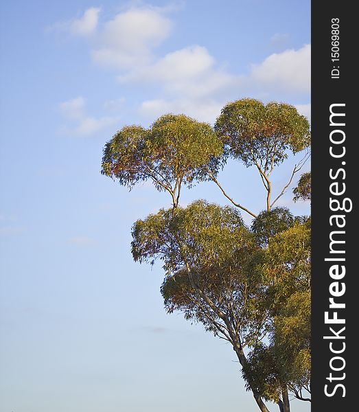Eucalyptus Branches against light blue sky with non-descript clouds - Copy Space. Eucalyptus Branches against light blue sky with non-descript clouds - Copy Space