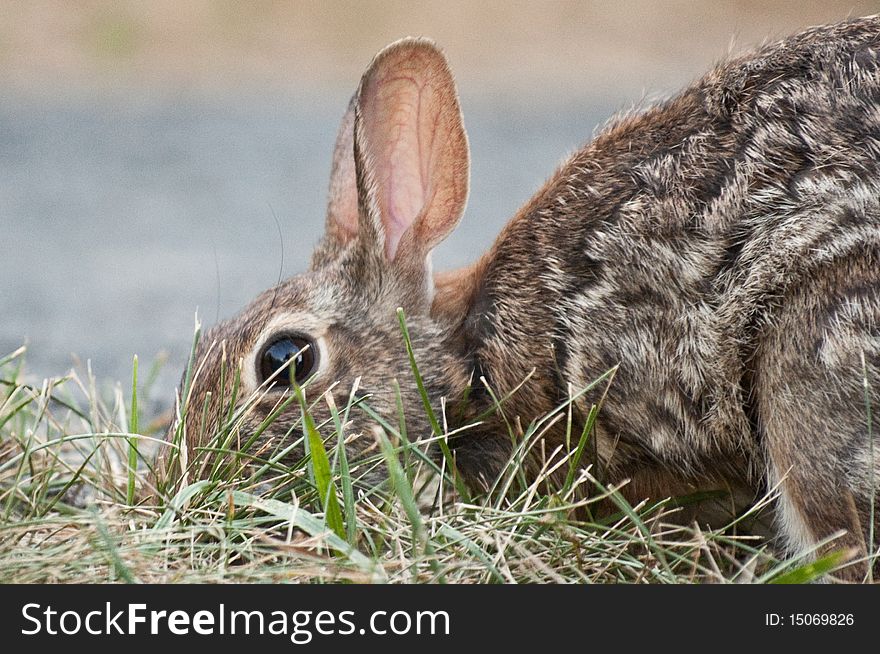 A bunny eating grass in a field.