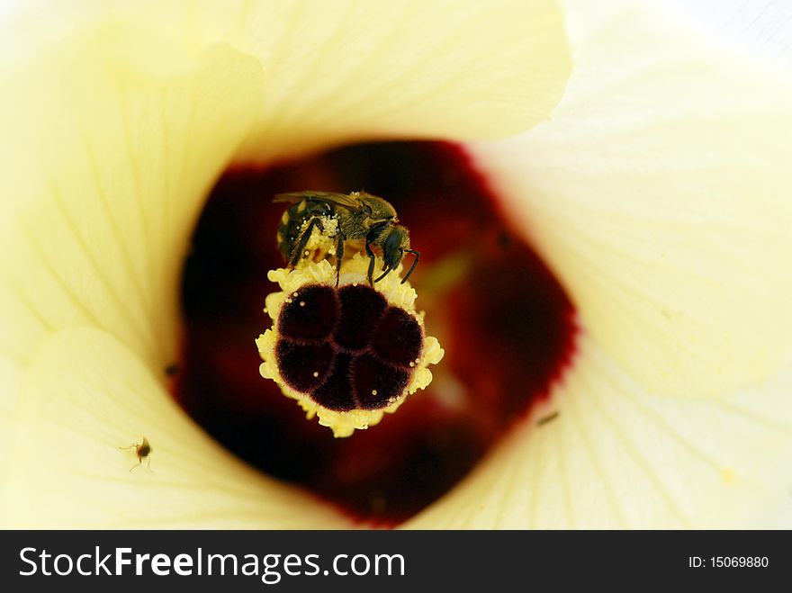 Macro of Ladyfinger's flower with bee