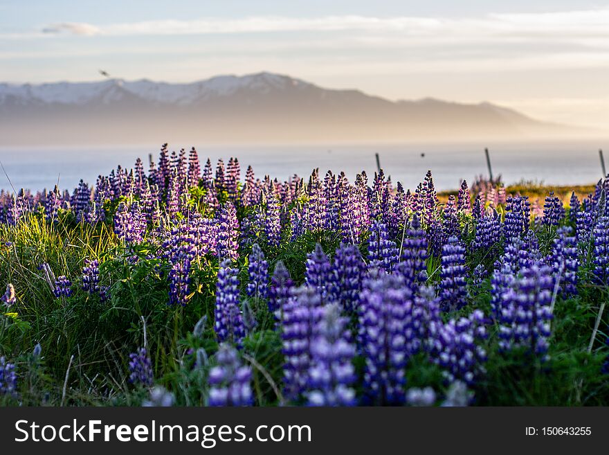 Blooming Lupine Flowers, Iceland landscape