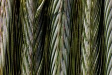 Free Ripening Ears Of Rye With Pollen Royalty Free Stock Image - 150651246