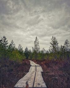 National Park In Finland Royalty Free Stock Photography