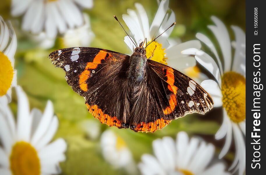 Red Admiral butterfly feeding on a large daisy flower, in Kent, England, UK.