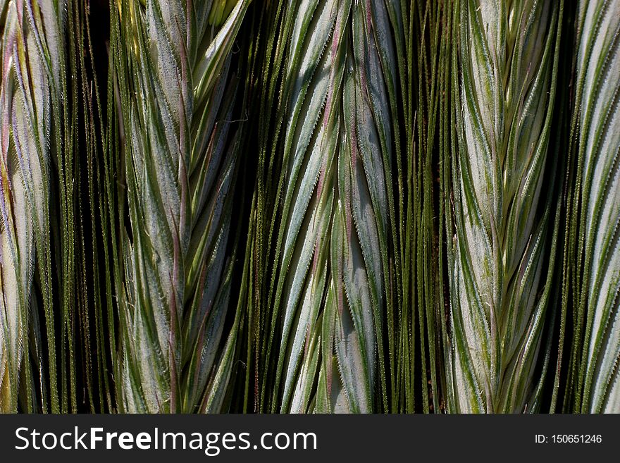 Ripening rye in the ear on the background of blurred nature background. Ripening rye in the ear on the background of blurred nature background