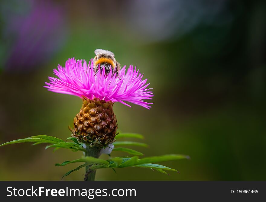 Beautiful pink persian cornflower with a bumble bee serching for nectar on top
