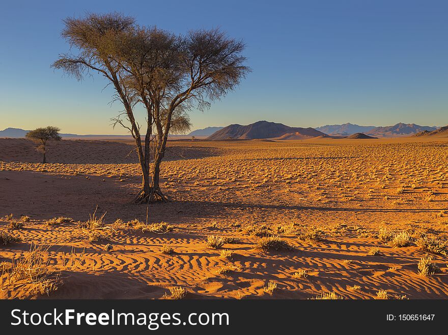 Camel thorn tree in the desert Namibia