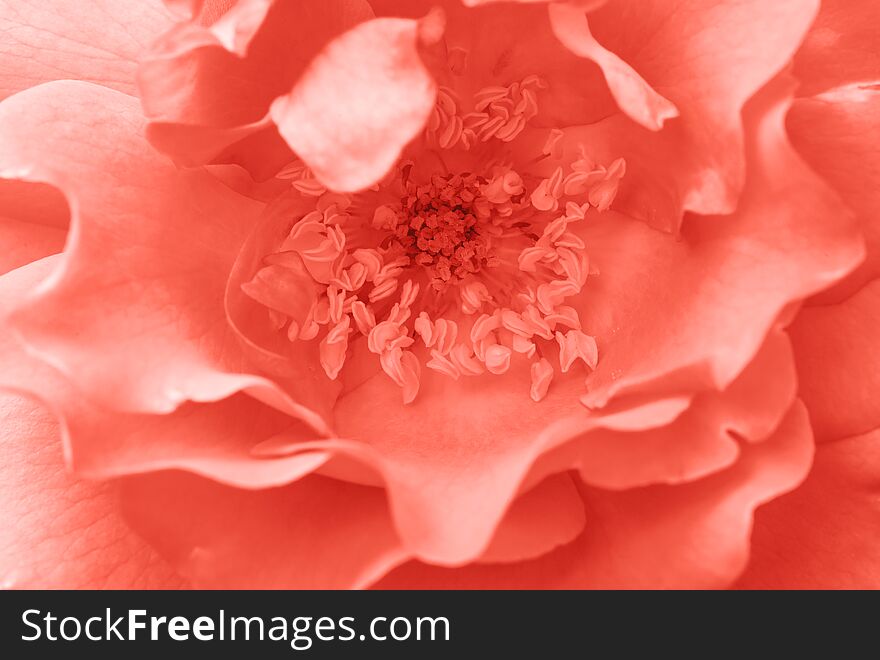 Color of the year 2019 Living Coral. Unfocused blur rose petals, abstract romance background, pastel and soft flower card