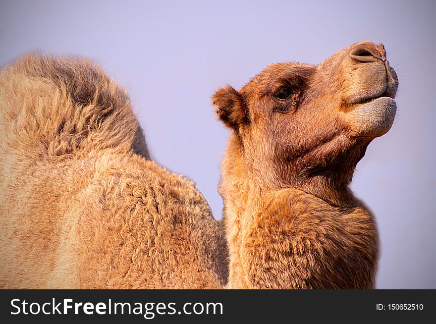 Close up of an african  camel on the blue  background, Namibia