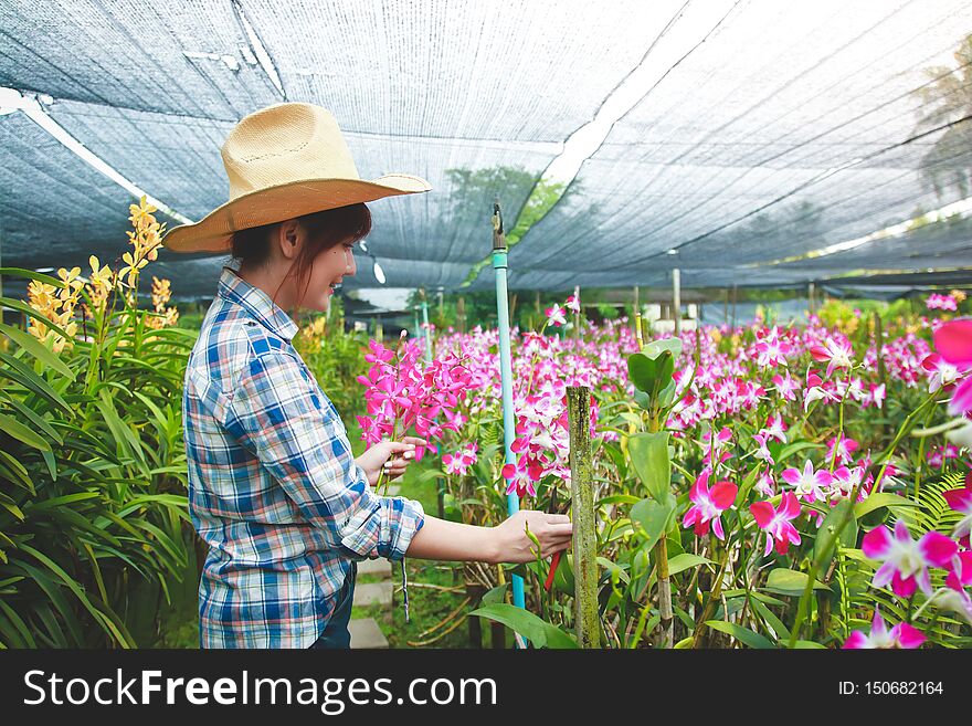 Asian farmers making orchid farms