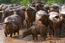 Buffalo Stock Photos