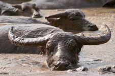 Buffalo Stock Photos