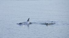 Mother And Baby Dolphin Royalty Free Stock Photo Mother And Baby Dolphin Royalty Free Stock Photo