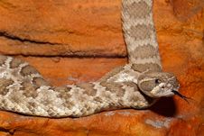 Diamondback Rattlesnake Stock Images