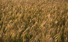 Rye Field Stock Photography Rye Field Stock Photography