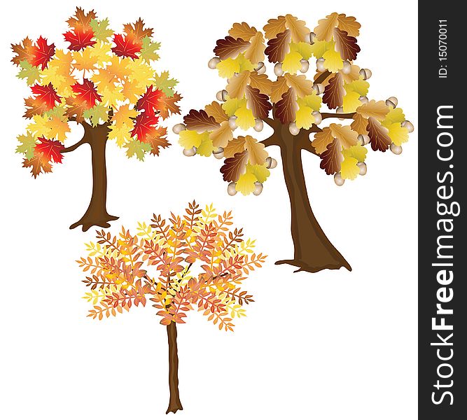 Three autumn leafy trees. Vector illustration. Three autumn leafy trees. Vector illustration