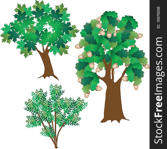 Three green leafy trees. Vector illustration