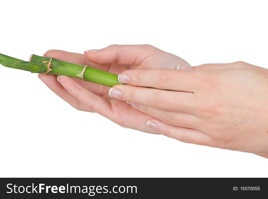 Bamboo plant in female hands isolated on white background