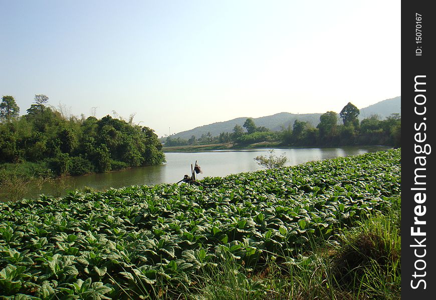 Tobacco plantation separated by river in Asia. Tobacco plantation separated by river in Asia