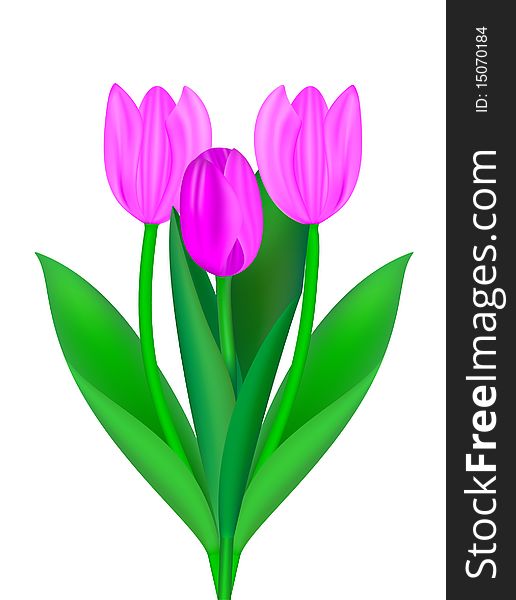 Bouquet from tulips. Vector illustration