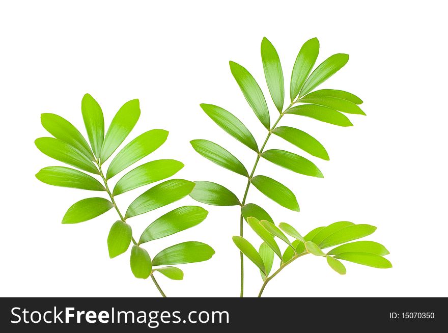 Fresh green leaves isolated on white background. Fresh green leaves isolated on white background