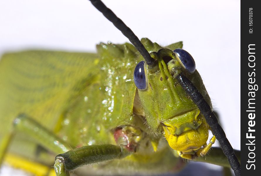 Locust preening