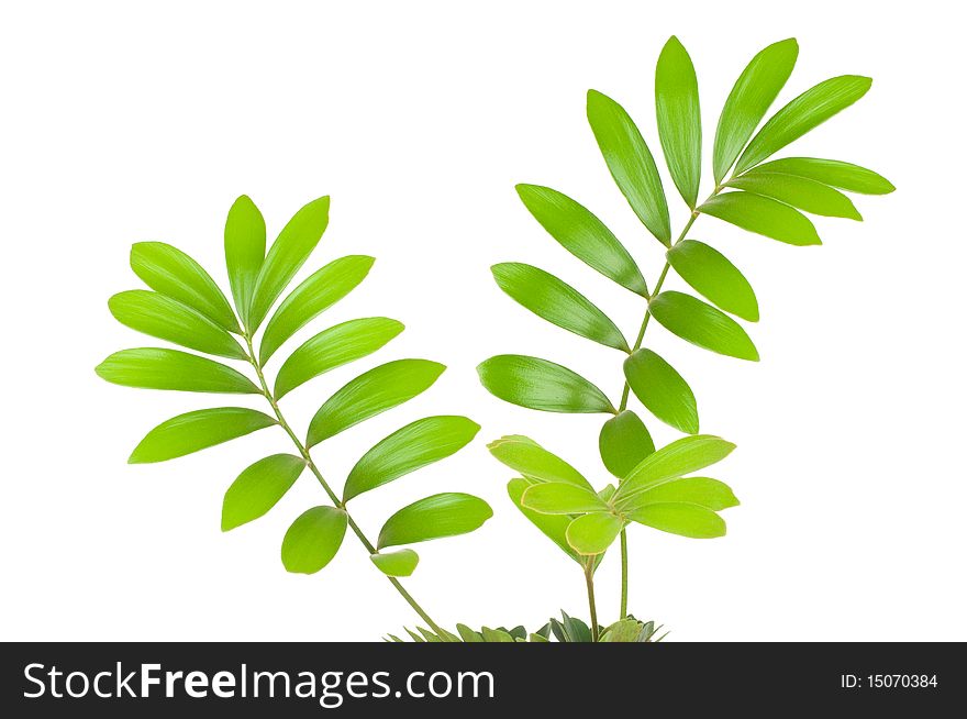 Vibrant fresh green leaves on white background. Vibrant fresh green leaves on white background