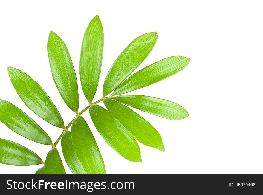 Fresh green leaf isolated on white background. Fresh green leaf isolated on white background