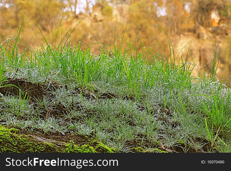 A close-up of morning dew on fresh green grass. A close-up of morning dew on fresh green grass