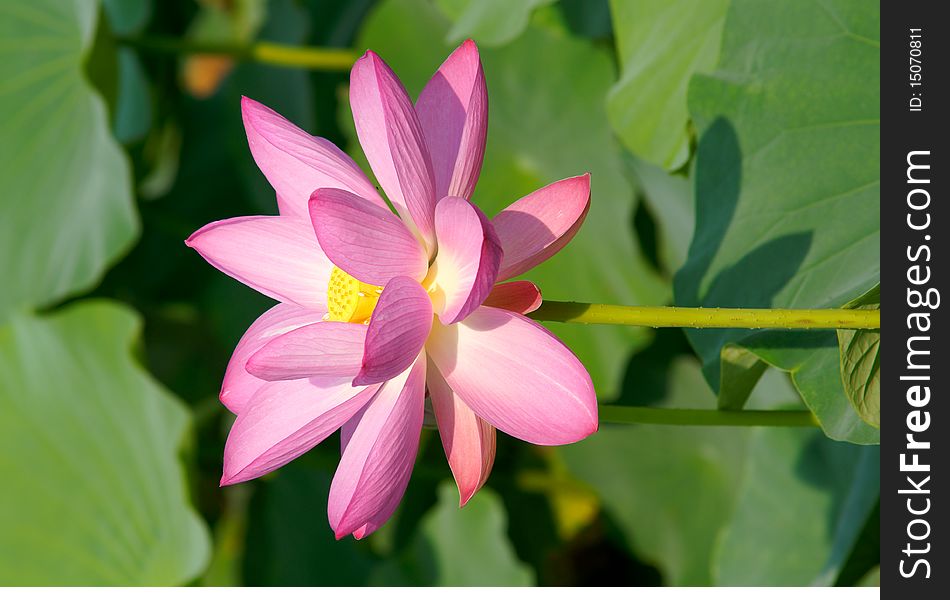 A lotus flower is blooming