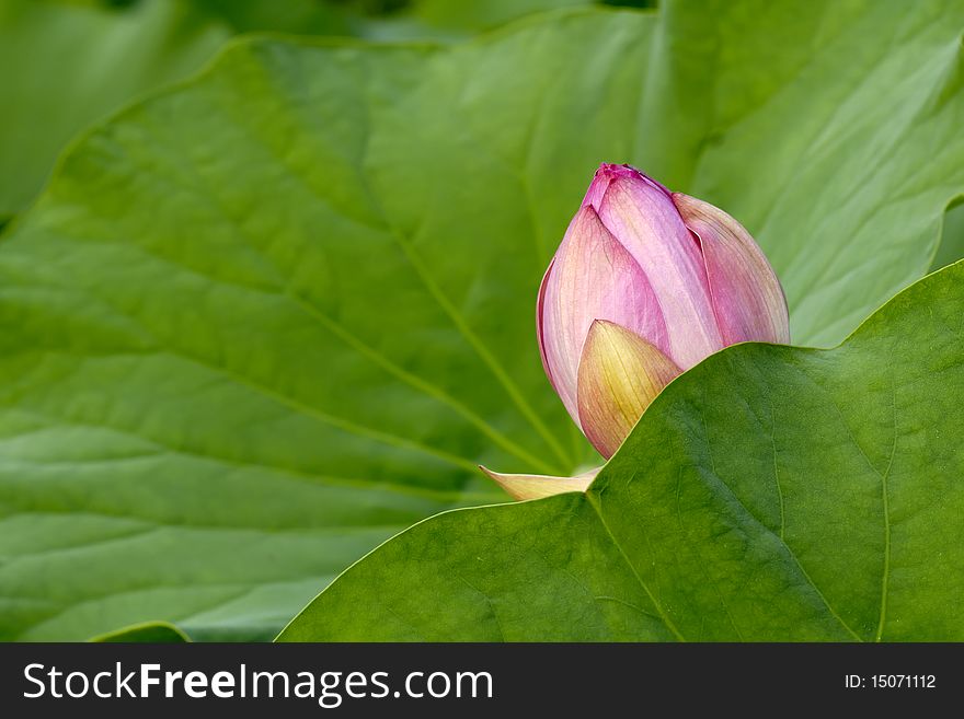 A lotus bud is hidden behind leaves. A lotus bud is hidden behind leaves.