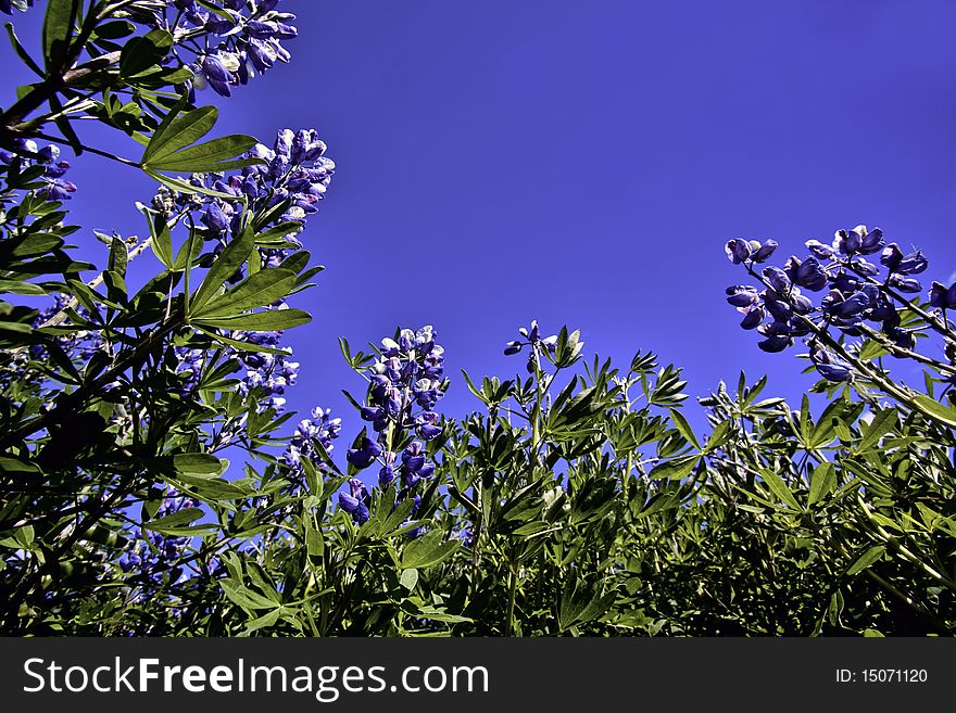 Nootka Lupin flower in the sun