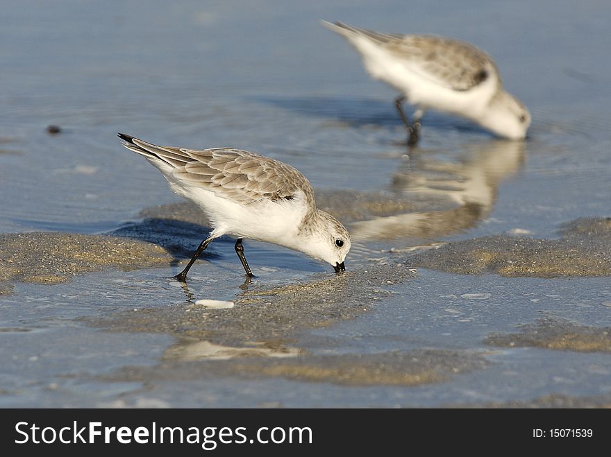 Two sandrelings are looking for food on Naples beach. Two sandrelings are looking for food on Naples beach