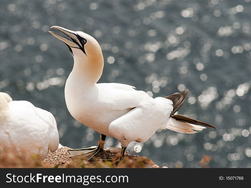 Close-up Gannet at a sandstone cliff at Helgoland island in the North Sea, Germany.