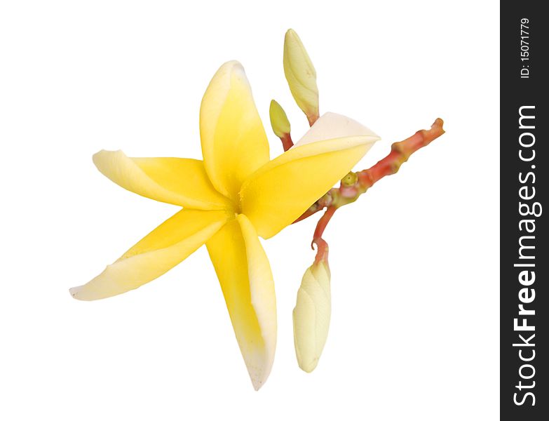 Isolated yellow frangipanis in decoration