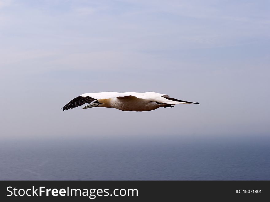 Gannet in the air close to at a sandstone cliff at Helgoland island in the North Sea, Germany.