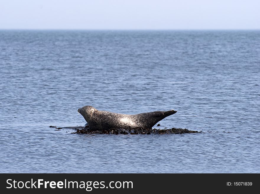 Harbor Seal Resting