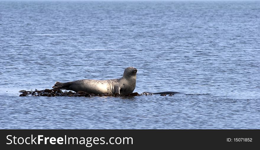 Harbor Seals in The North Sea. One seal resting on a rock close to the beach on Helgoland.