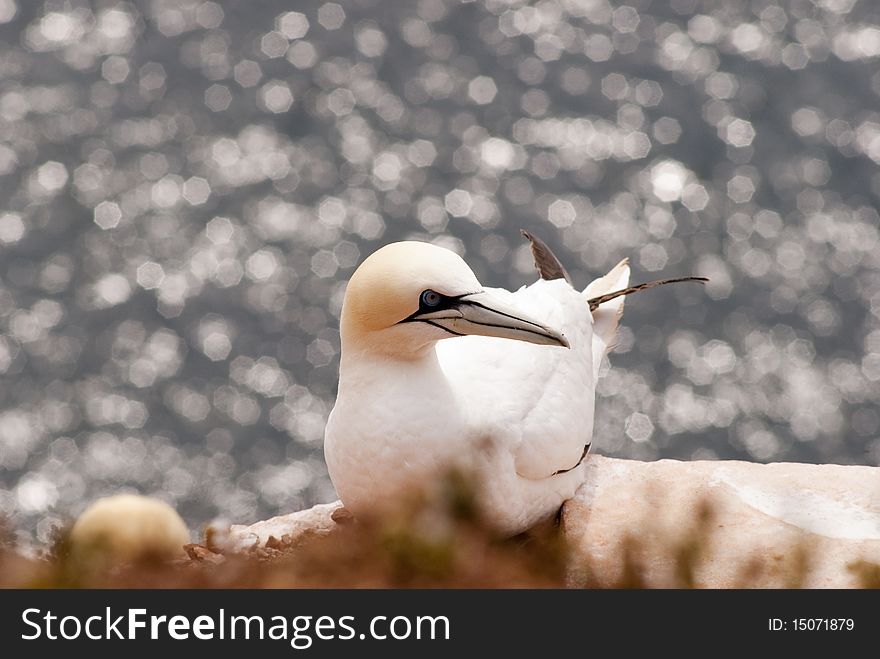 Sea bird, Gannet on a nest in a colony at a sandstone cliff at Helgoland island in the North Sea, Germany. Sea bird, Gannet on a nest in a colony at a sandstone cliff at Helgoland island in the North Sea, Germany.