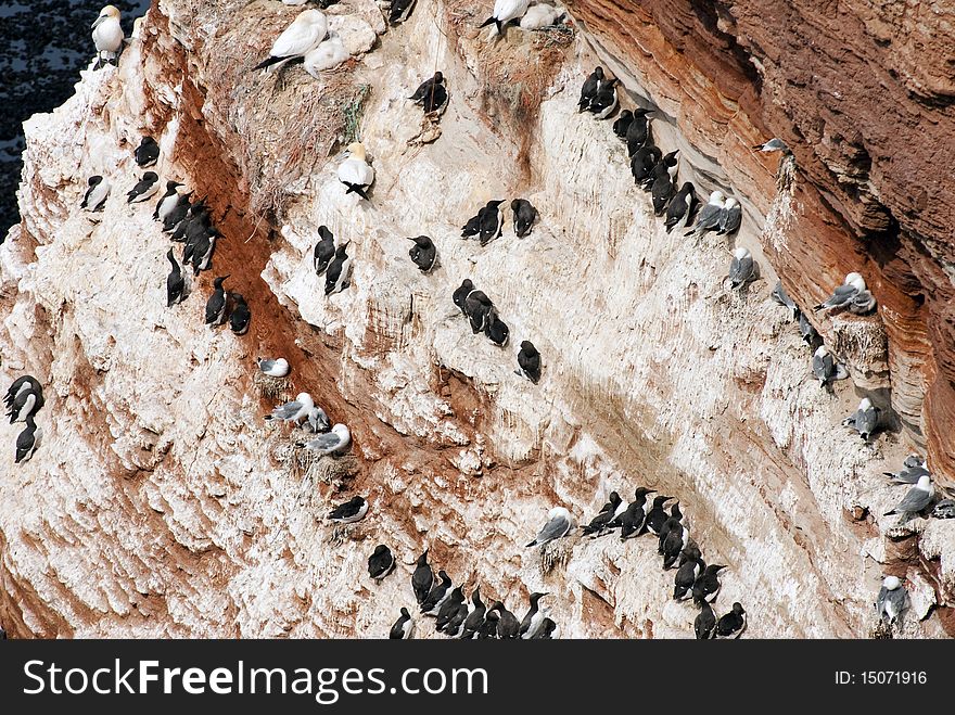 Sea bird colony at a sandstone cliff at Helgoland island in the North Sea, Germany.