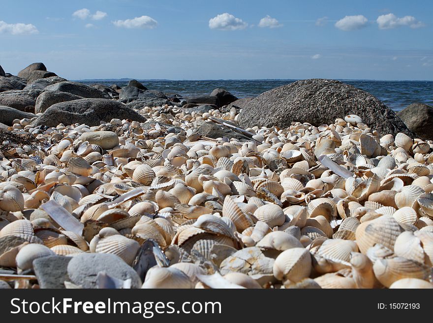 White mussels on the beach
