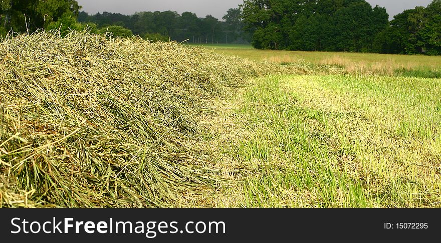 Hay in the fields in summer