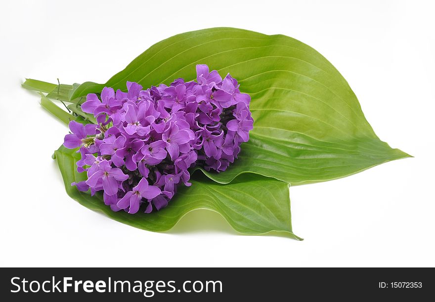 Picture of lilac flowers on a white background