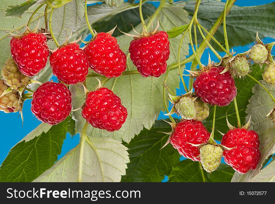 Berries of a ripe and juicy raspberry against green leaves - in studio. Berries of a ripe and juicy raspberry against green leaves - in studio.