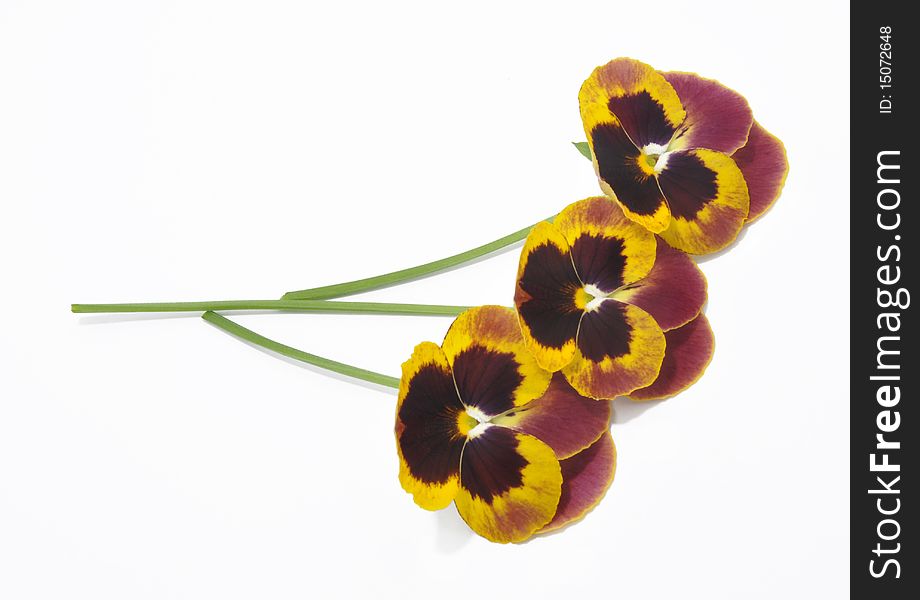 Picture of three violets on a white background. Picture of three violets on a white background